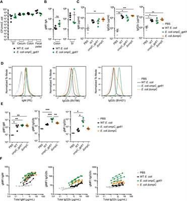 Intestinal colonization regulates systemic anti-commensal immune sensitivity and hyperreactivity